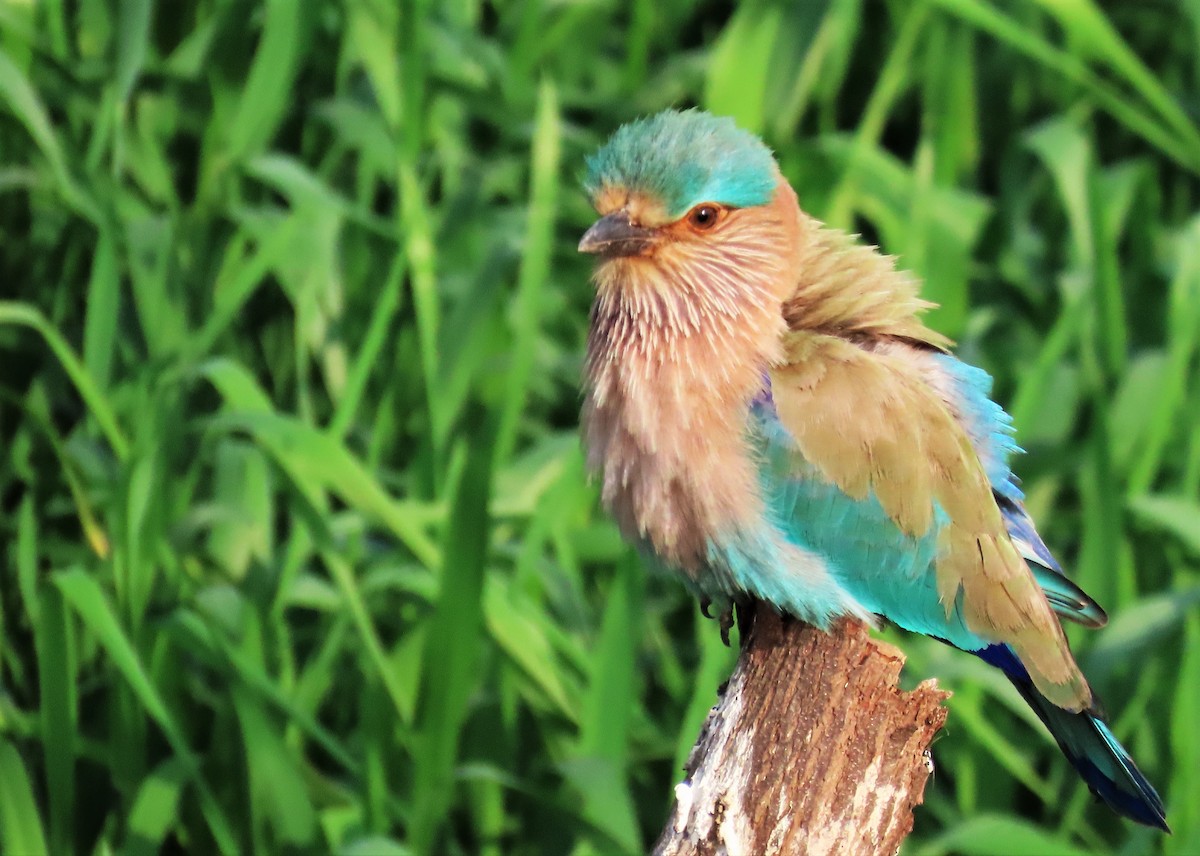 Indian Roller - ML614516979