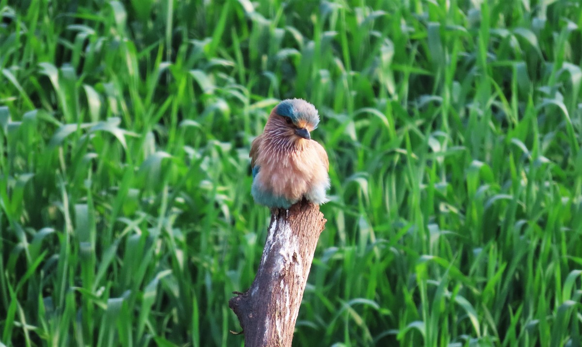 Indian Roller - ML614516988