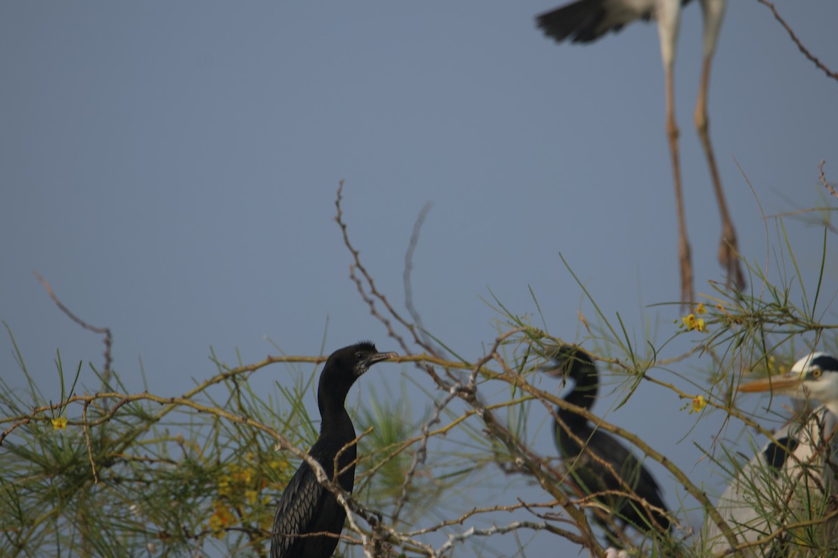 Cormoran de Vieillot ou C. à cou brun - ML614516995