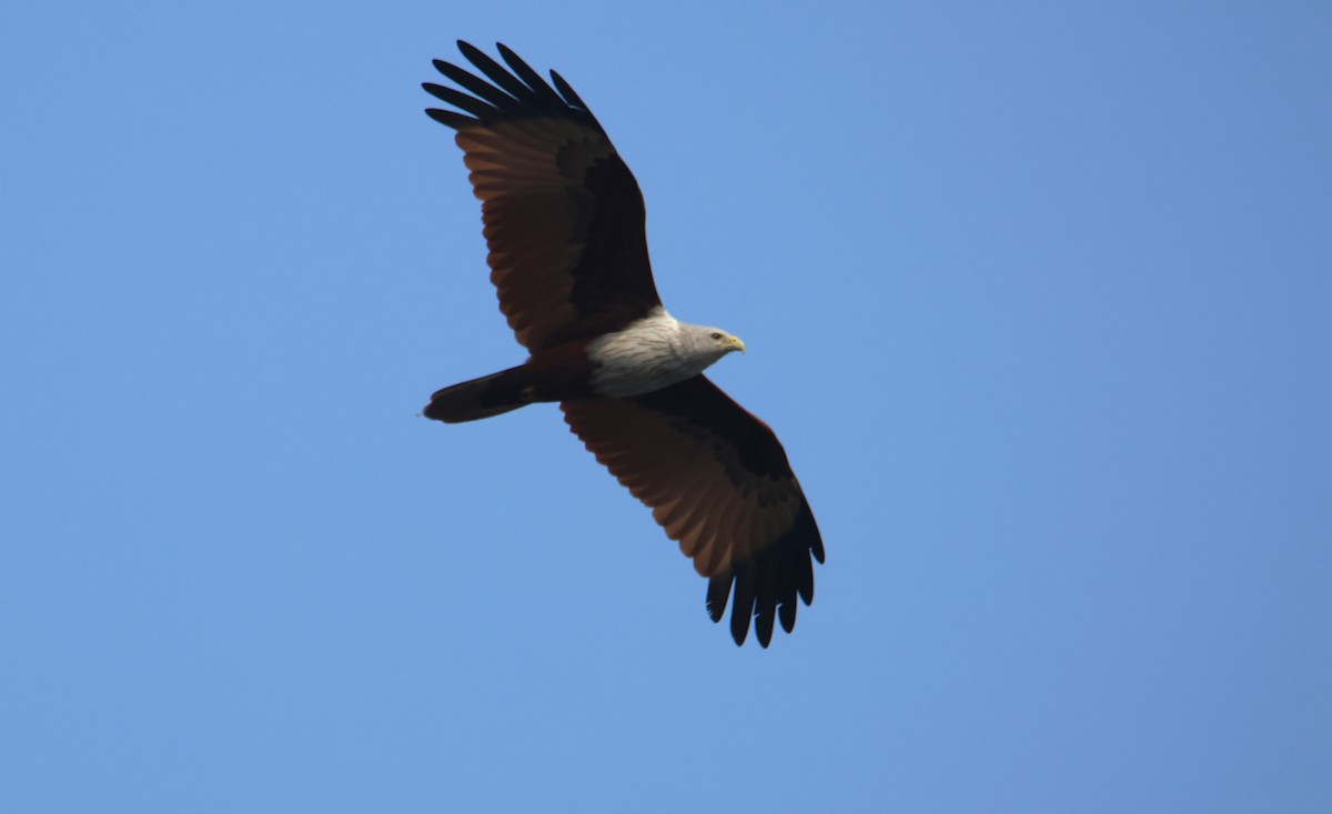 Brahminy Kite - ML614517015