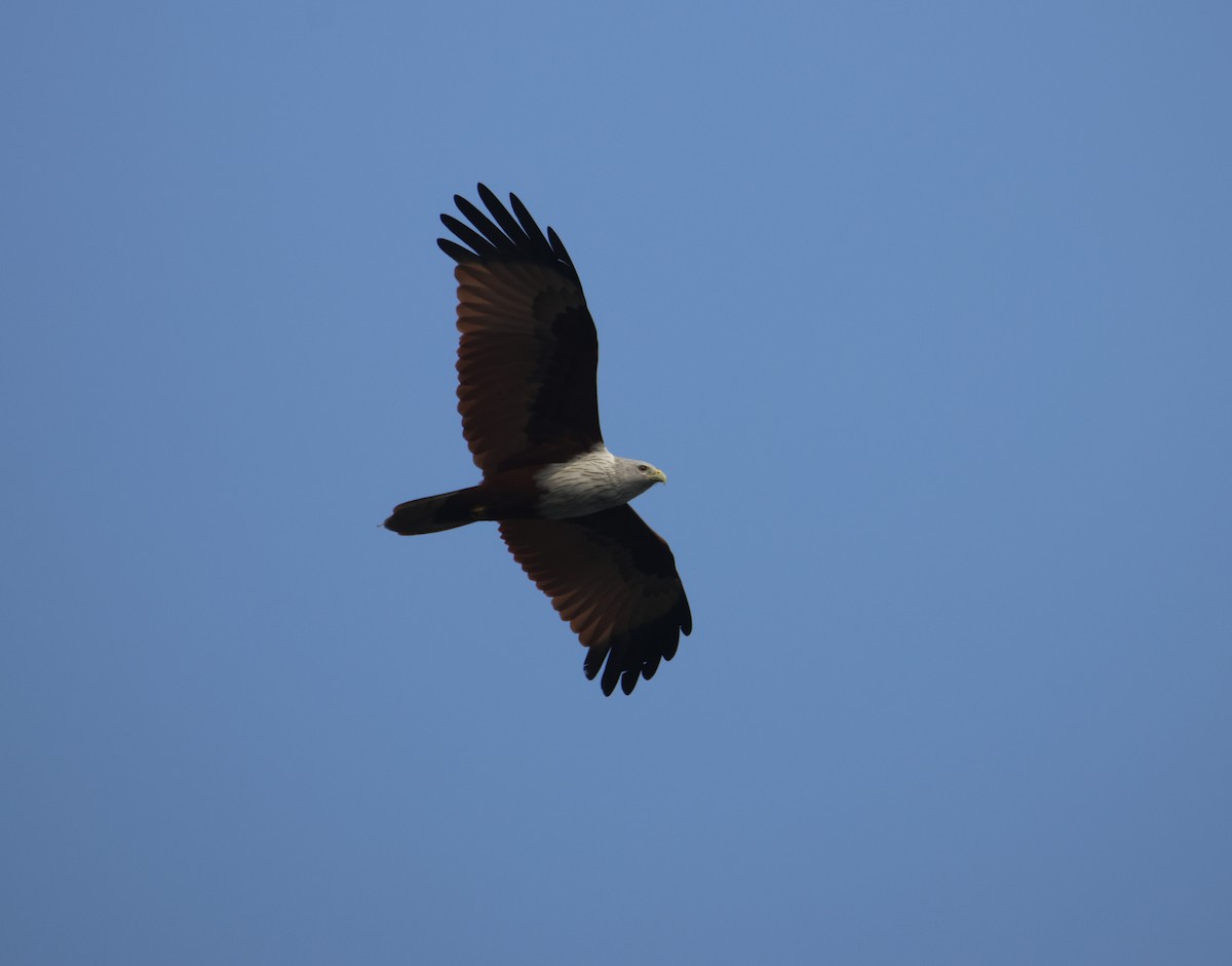 Brahminy Kite - ML614517016