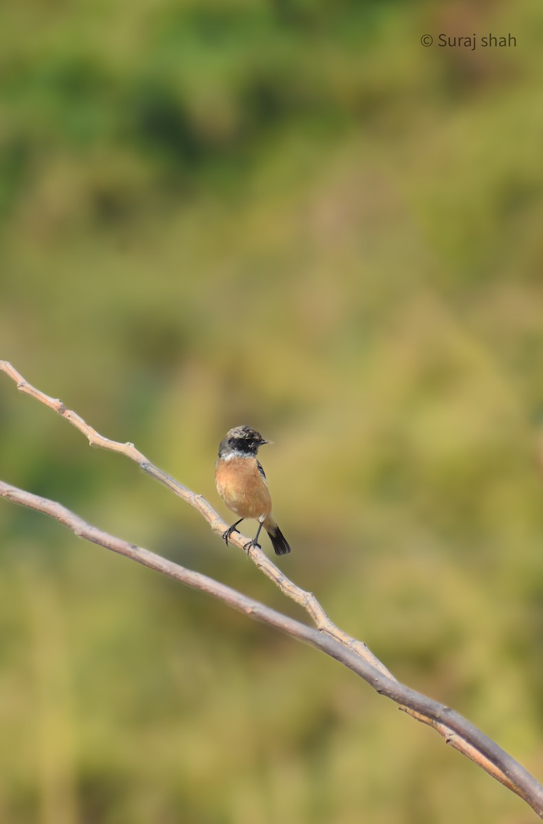 Siberian Stonechat - ML614517019