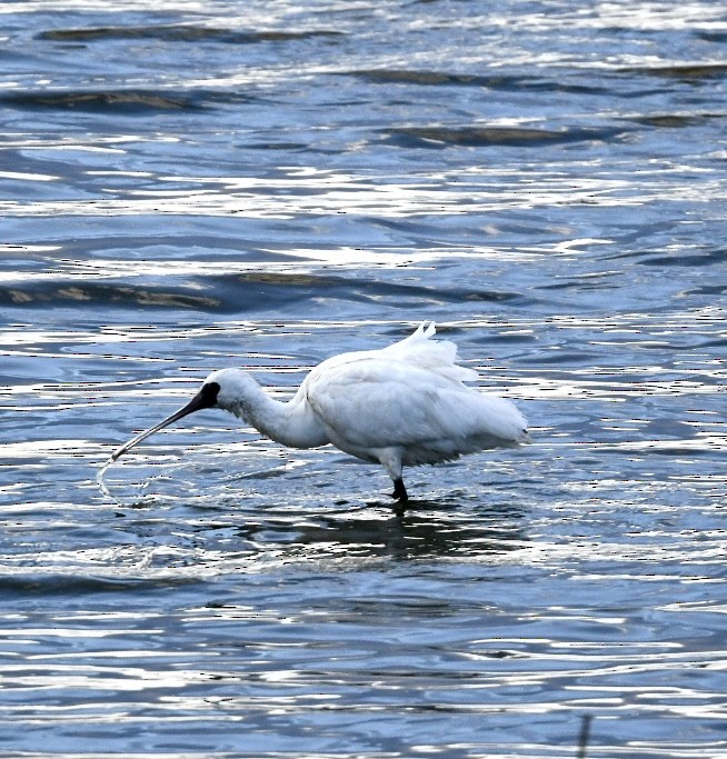 Black-faced Spoonbill - Emilie Strauss