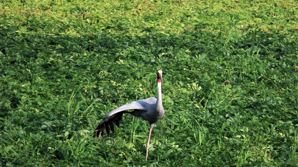 Sarus Crane - ML614517085