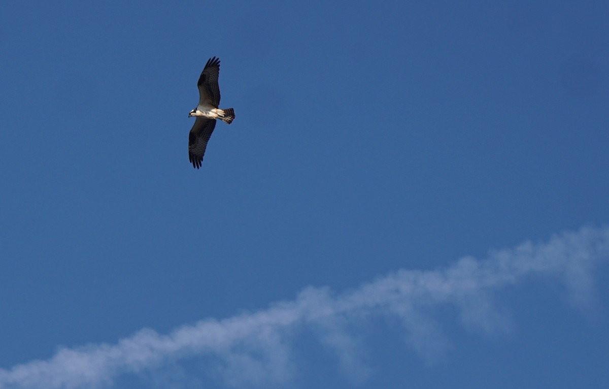 Загасч явлаг - ML614517100