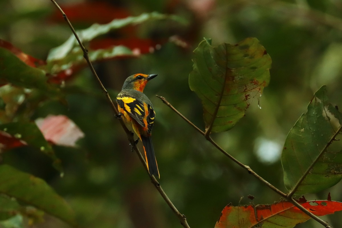 赤紅山椒鳥 - ML614517132