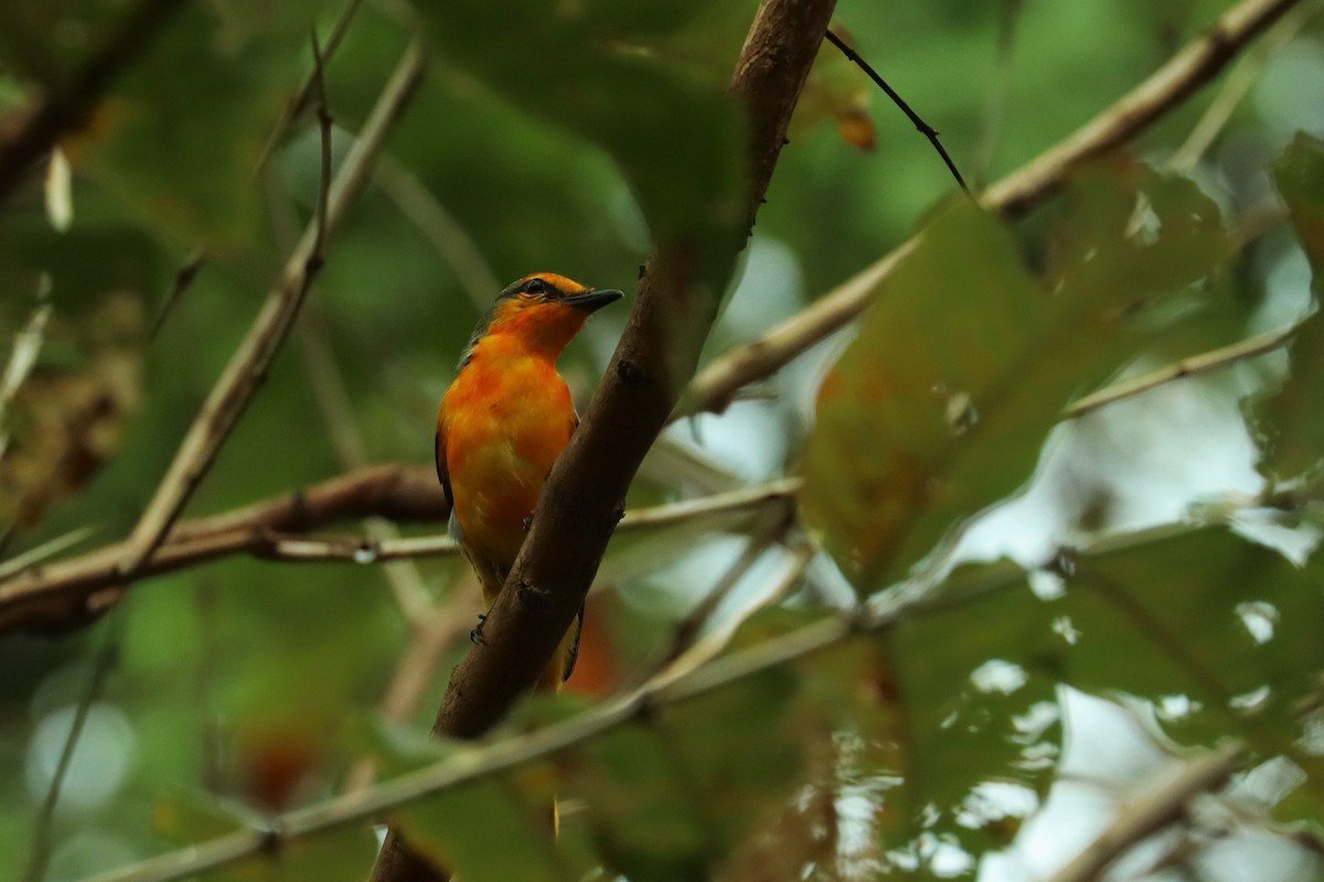 Minivet écarlate - ML614517133