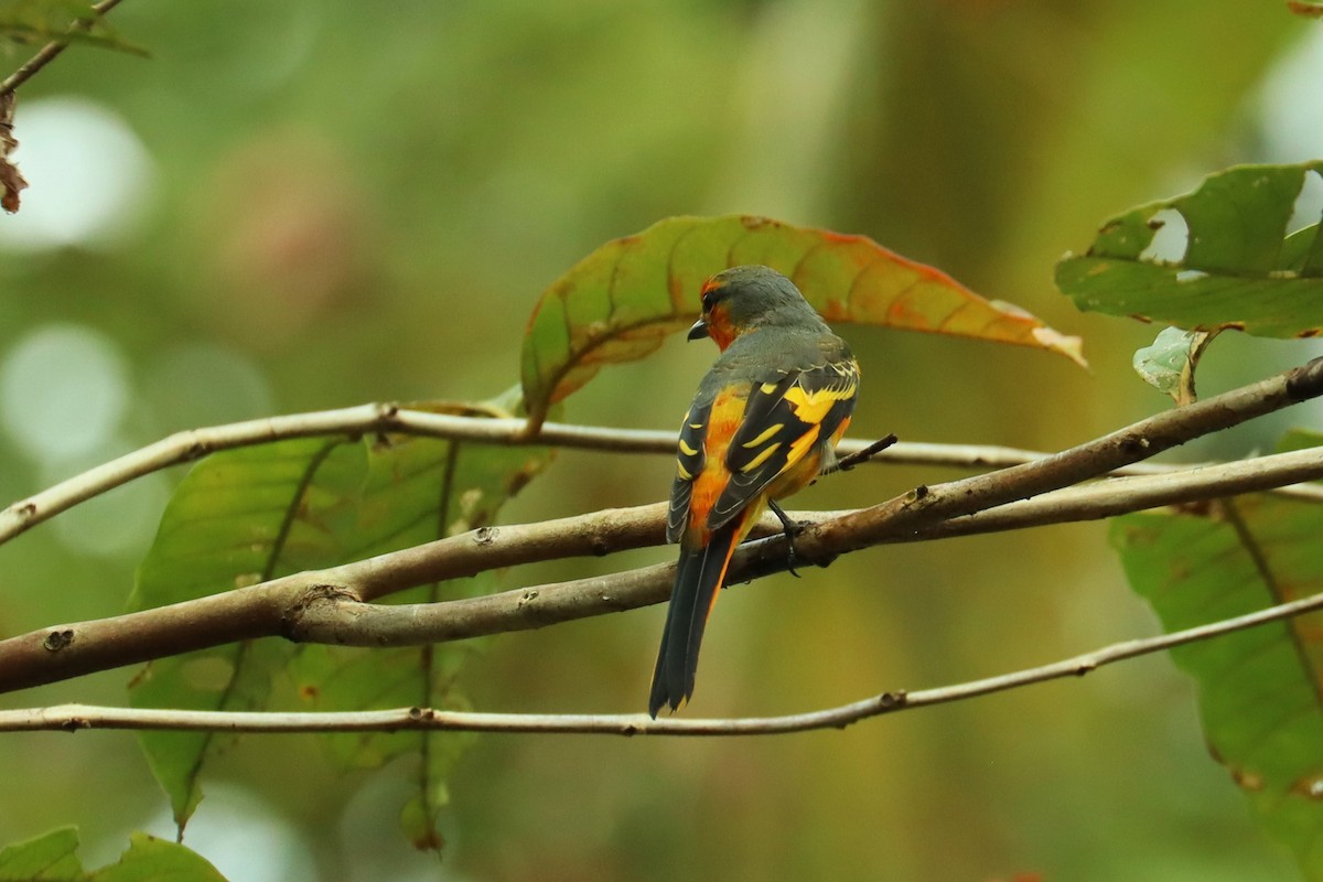 赤紅山椒鳥 - ML614517134