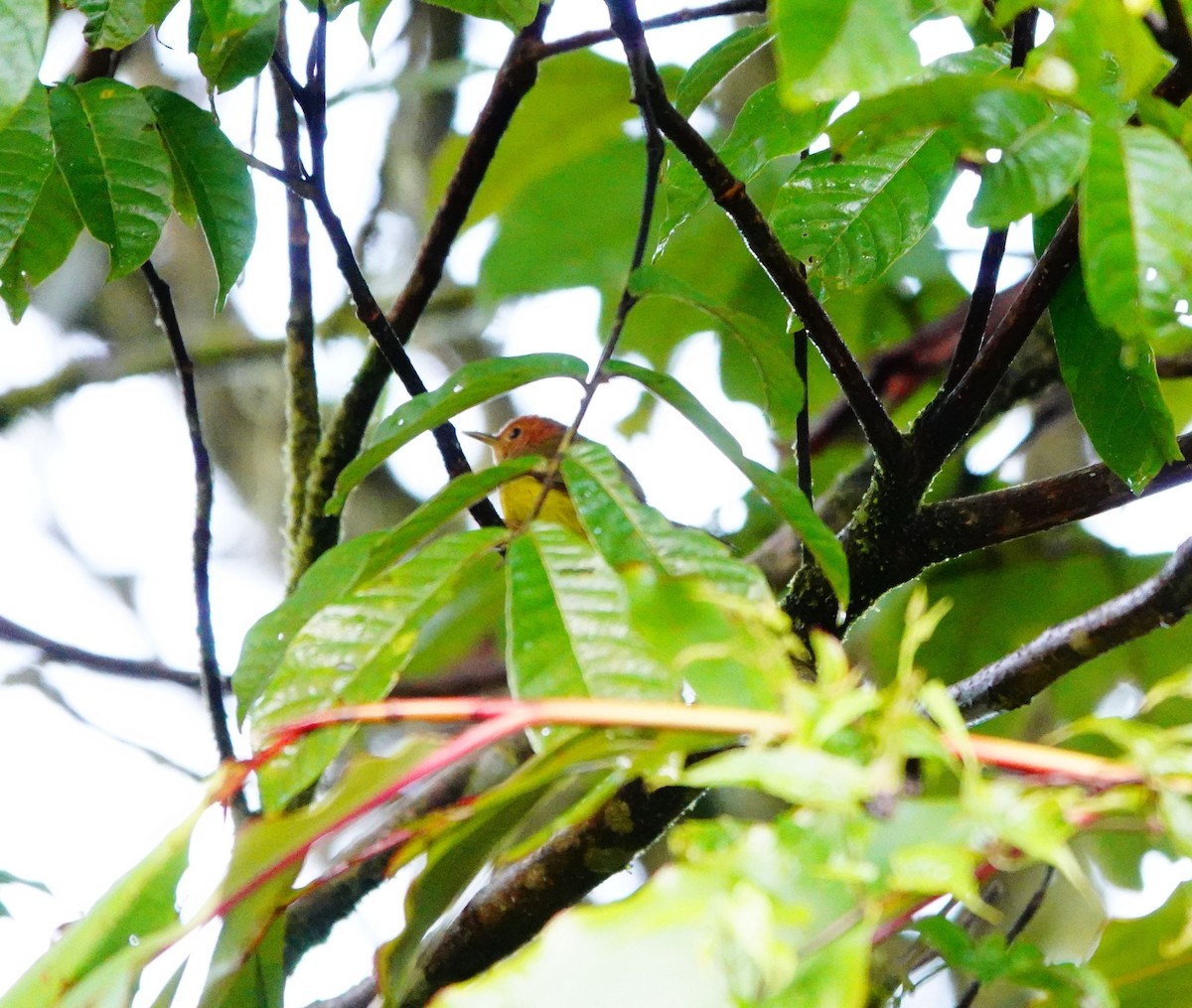 Rufous-headed Tailorbird - ML614517160