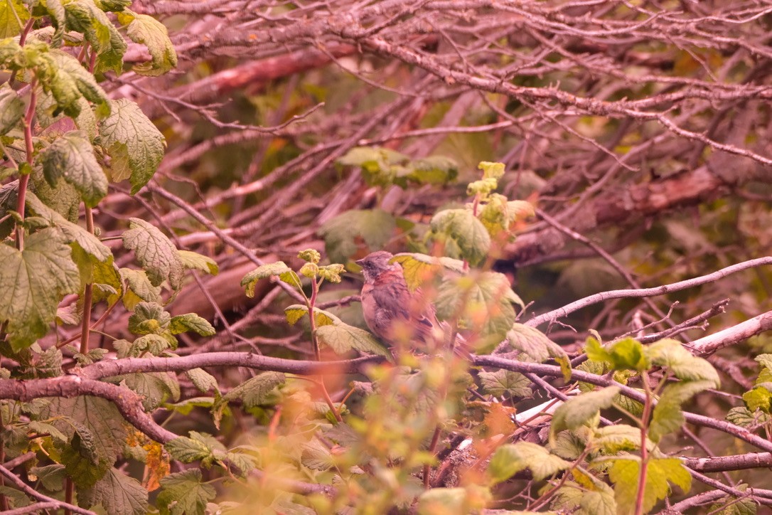 Rufous-collared Sparrow - Loretta Matty