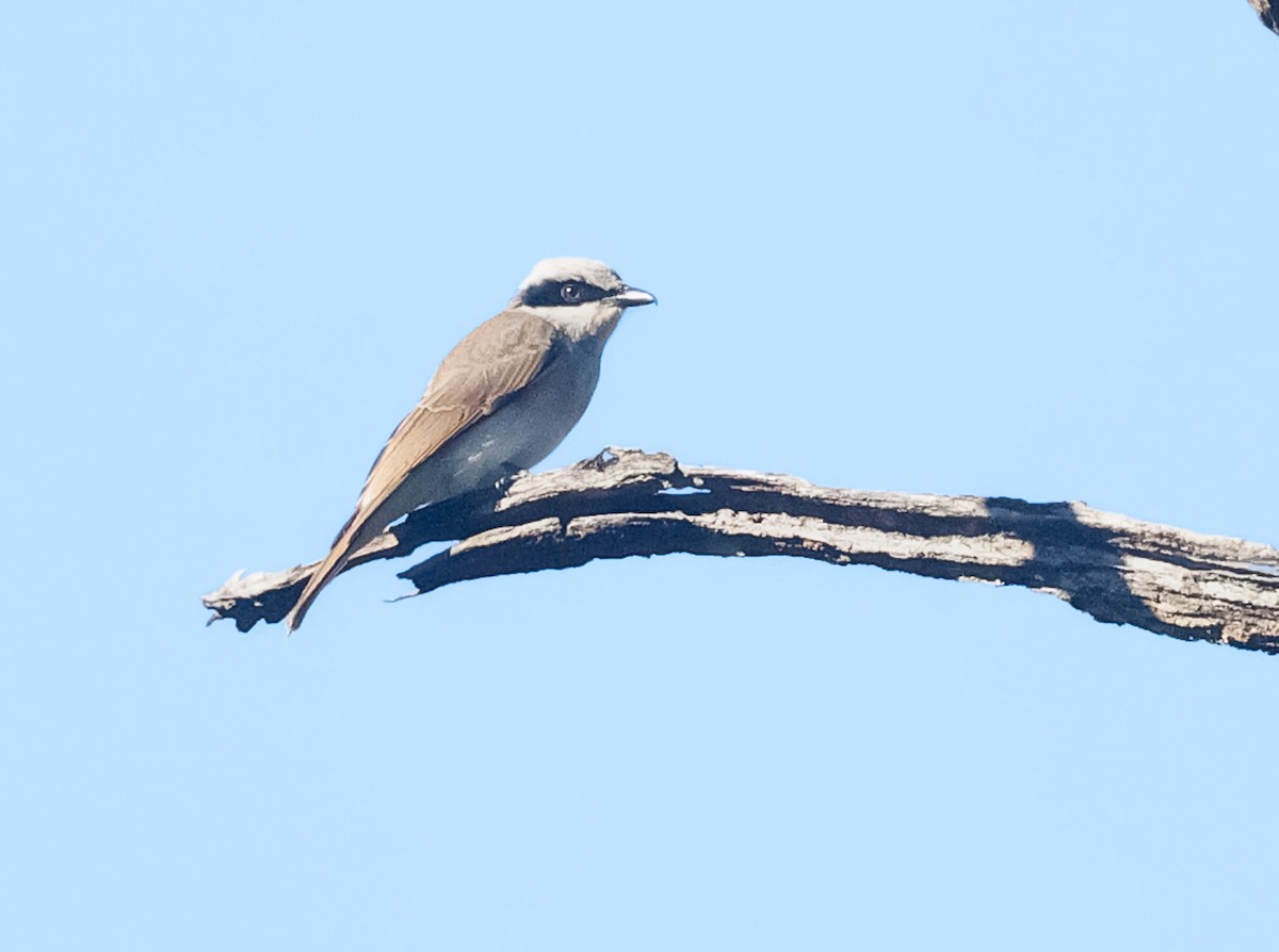 Large Woodshrike - ML614517197