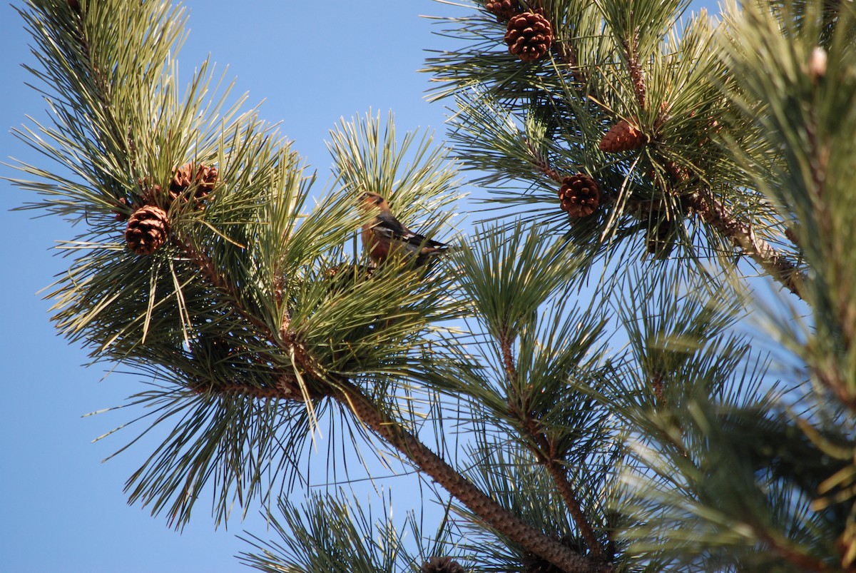 White-winged Crossbill - ML614517217