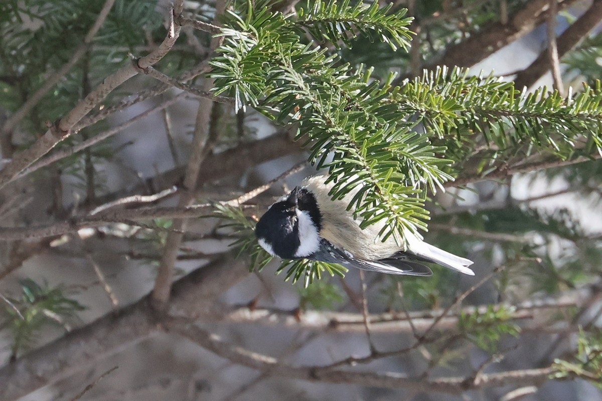 Coal Tit (Continental) - Charley Hesse TROPICAL BIRDING