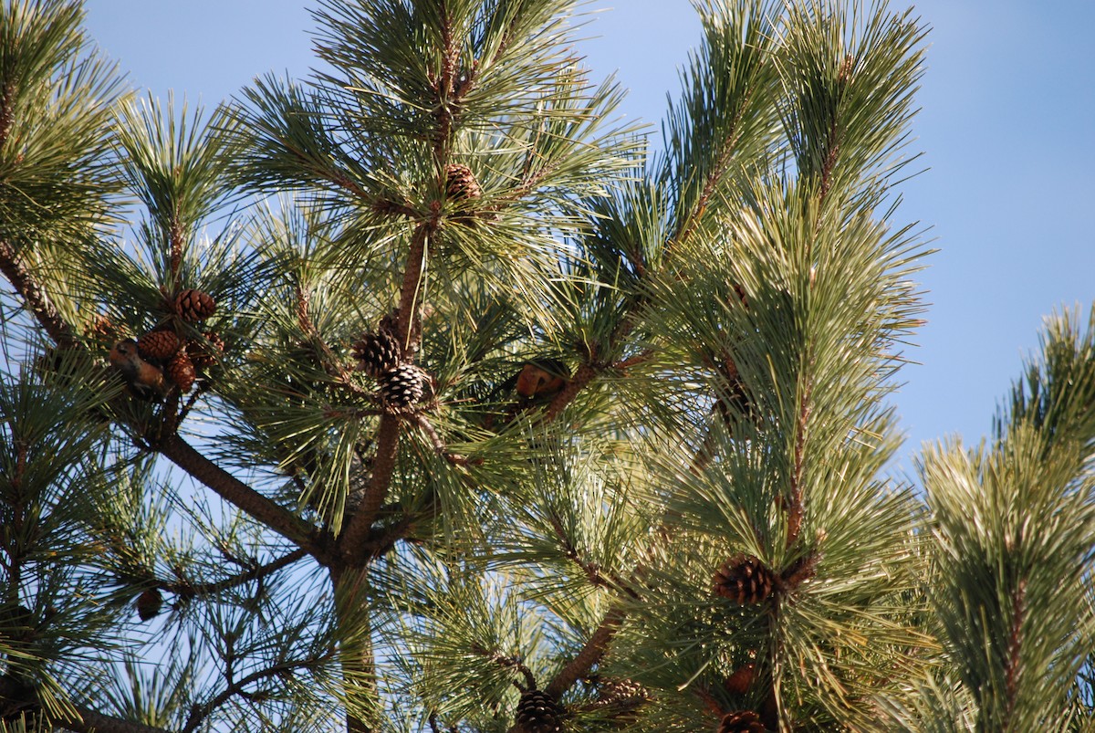 White-winged Crossbill - Ray  Soff