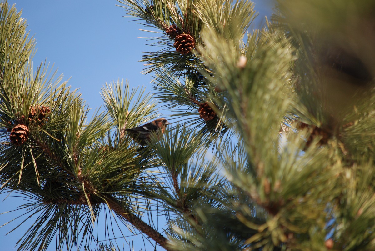 White-winged Crossbill - ML614517251