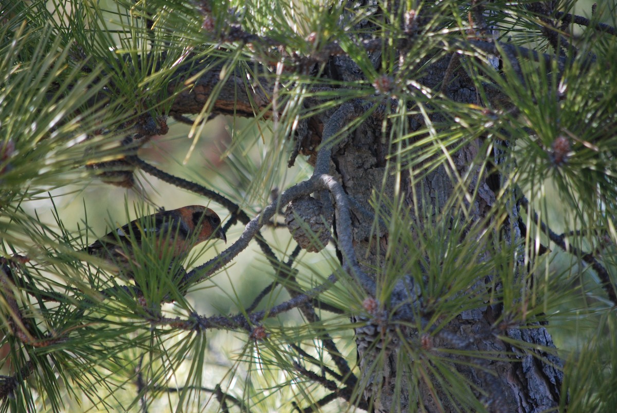 White-winged Crossbill - ML614517272