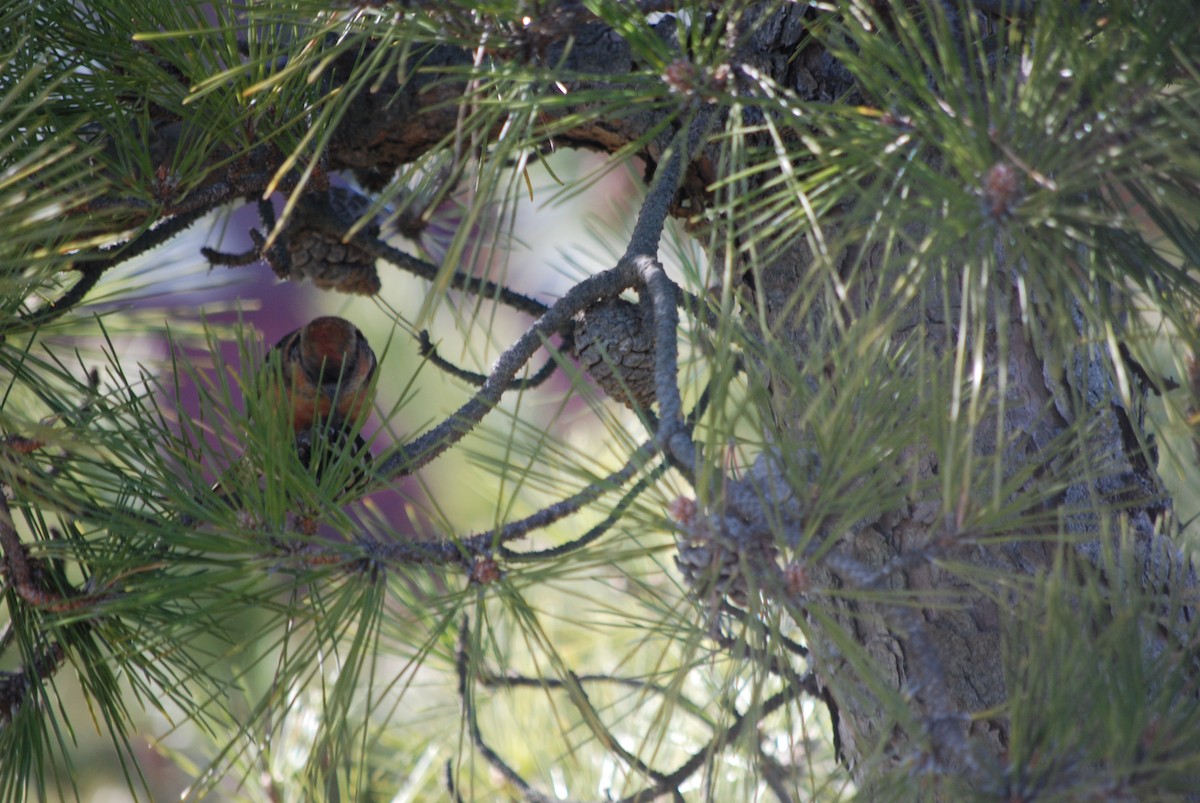 White-winged Crossbill - ML614517282