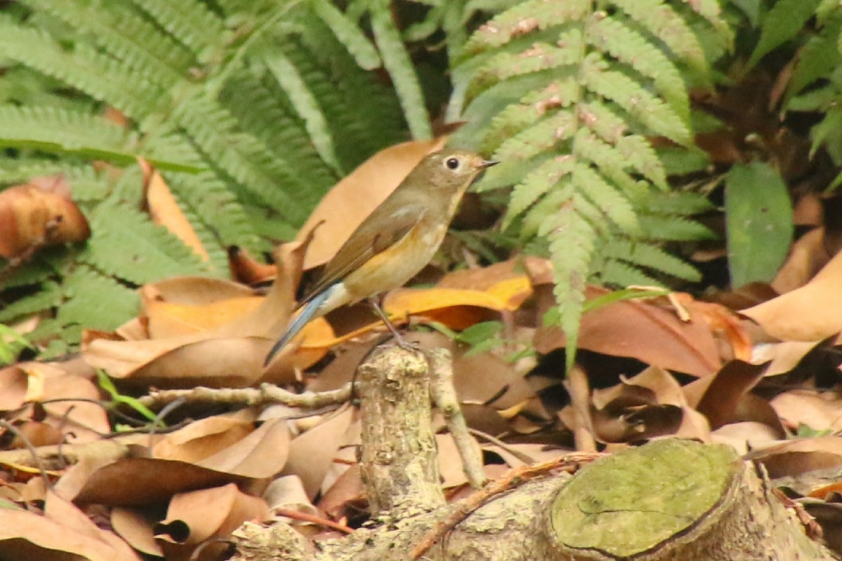 Robin à flancs roux - ML614517301