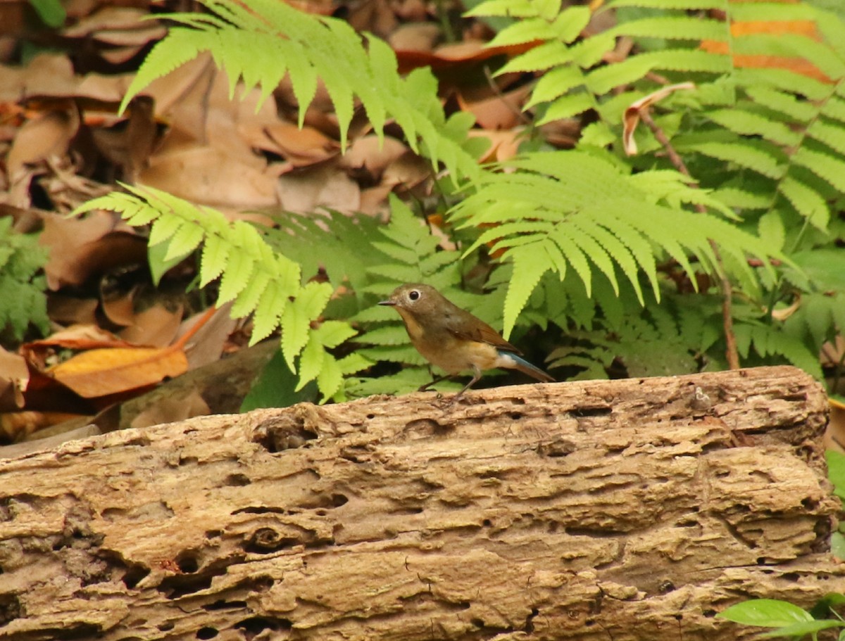 Red-flanked Bluetail - ML614517302