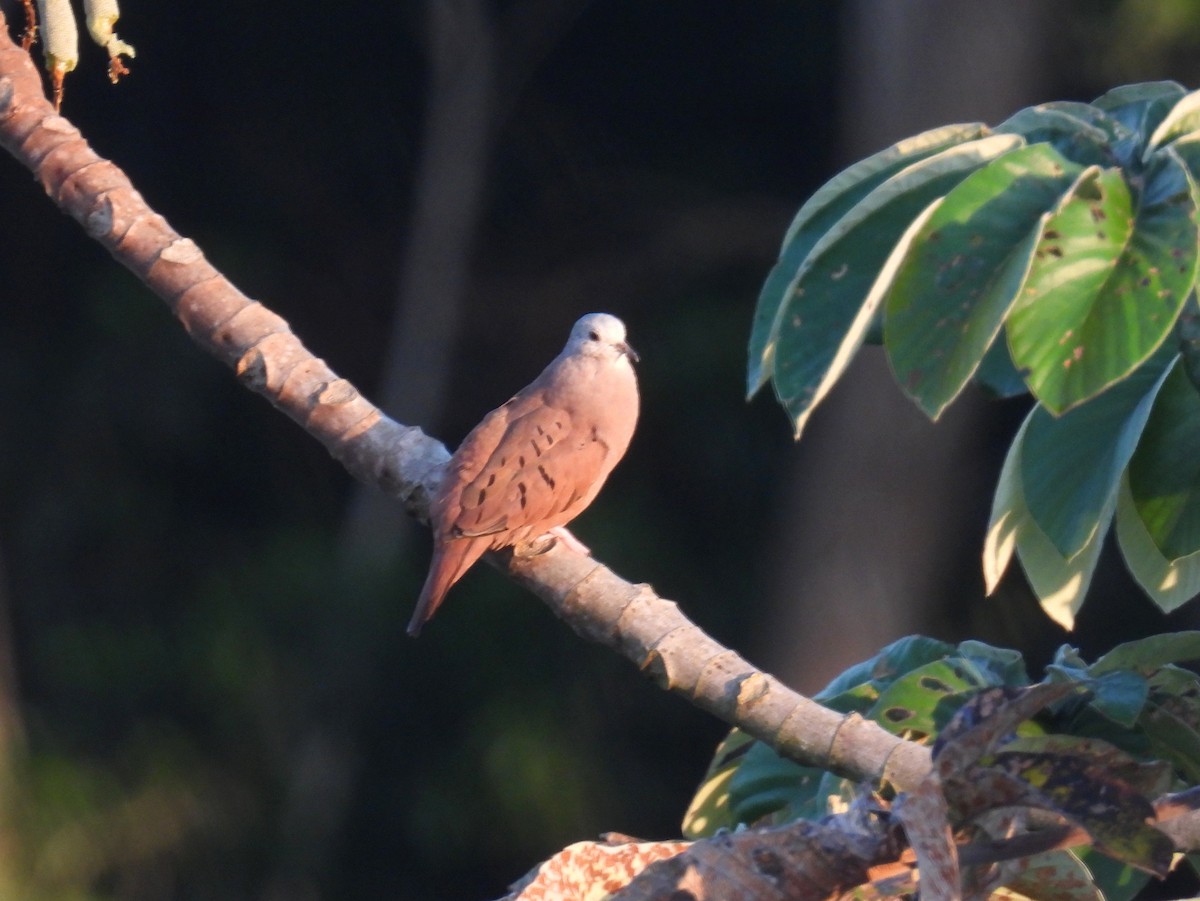 Ruddy Ground Dove - ML614517305