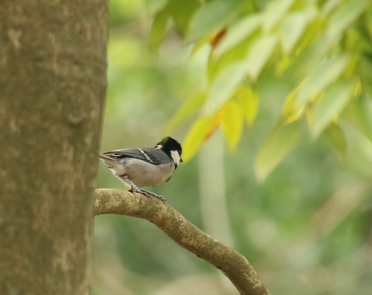 Japanese Tit - ML614517309