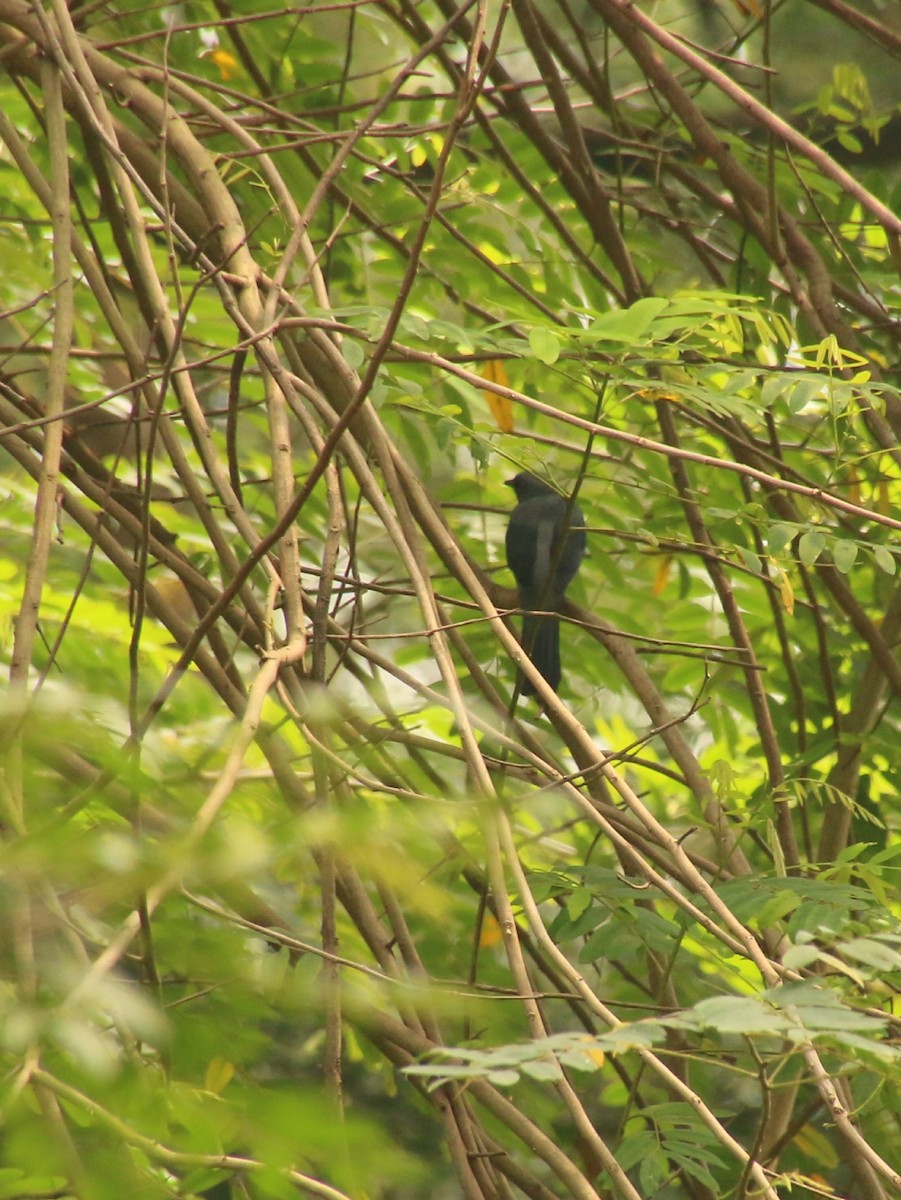 Black-winged Cuckooshrike - ML614517316