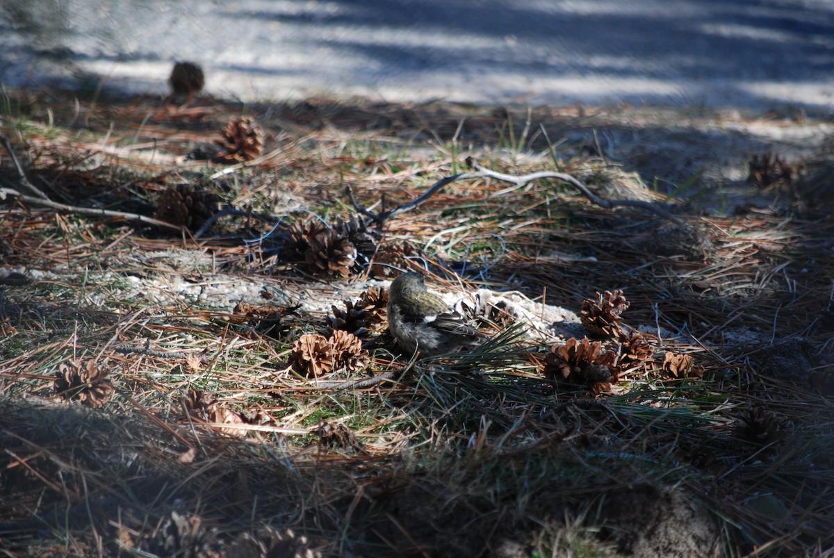 White-winged Crossbill - ML614517331