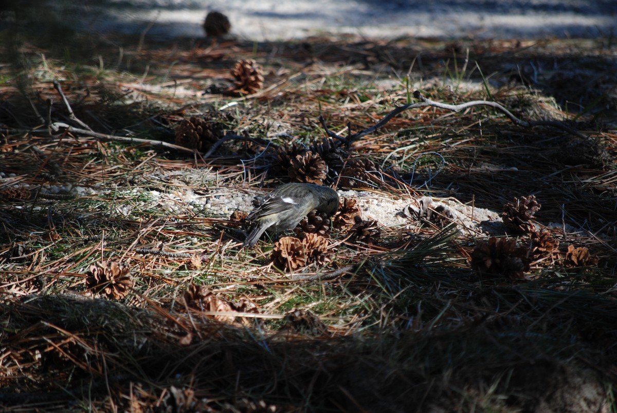 White-winged Crossbill - ML614517333