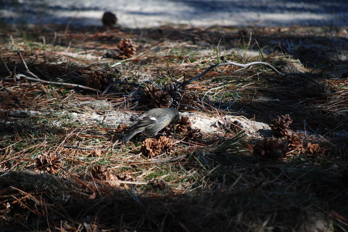 White-winged Crossbill - ML614517334