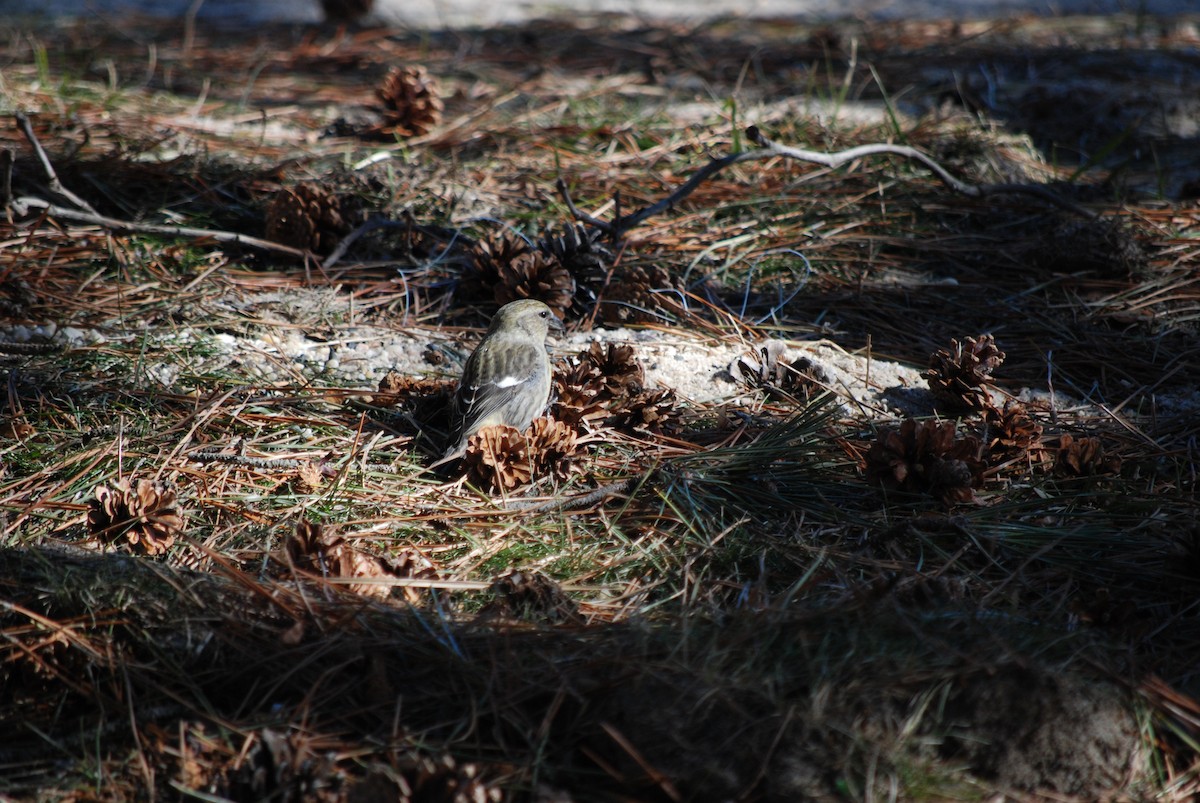 White-winged Crossbill - ML614517336