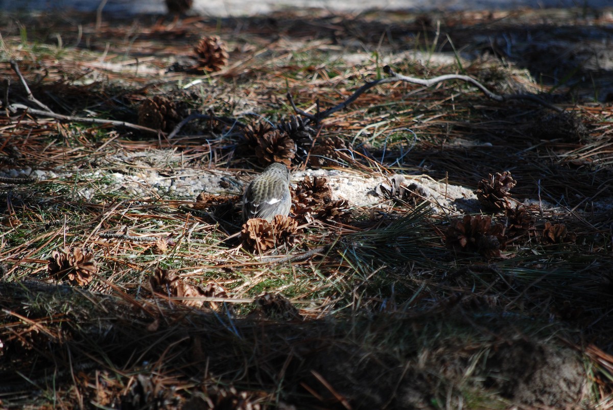 White-winged Crossbill - ML614517338