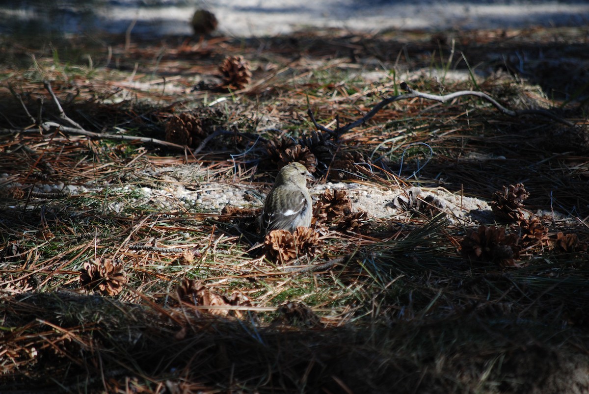 White-winged Crossbill - ML614517341