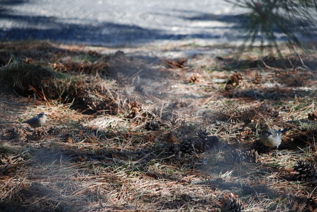 White-winged Crossbill - ML614517342