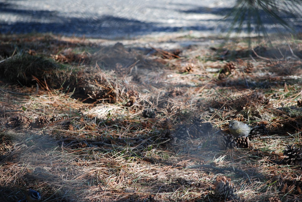 White-winged Crossbill - ML614517343