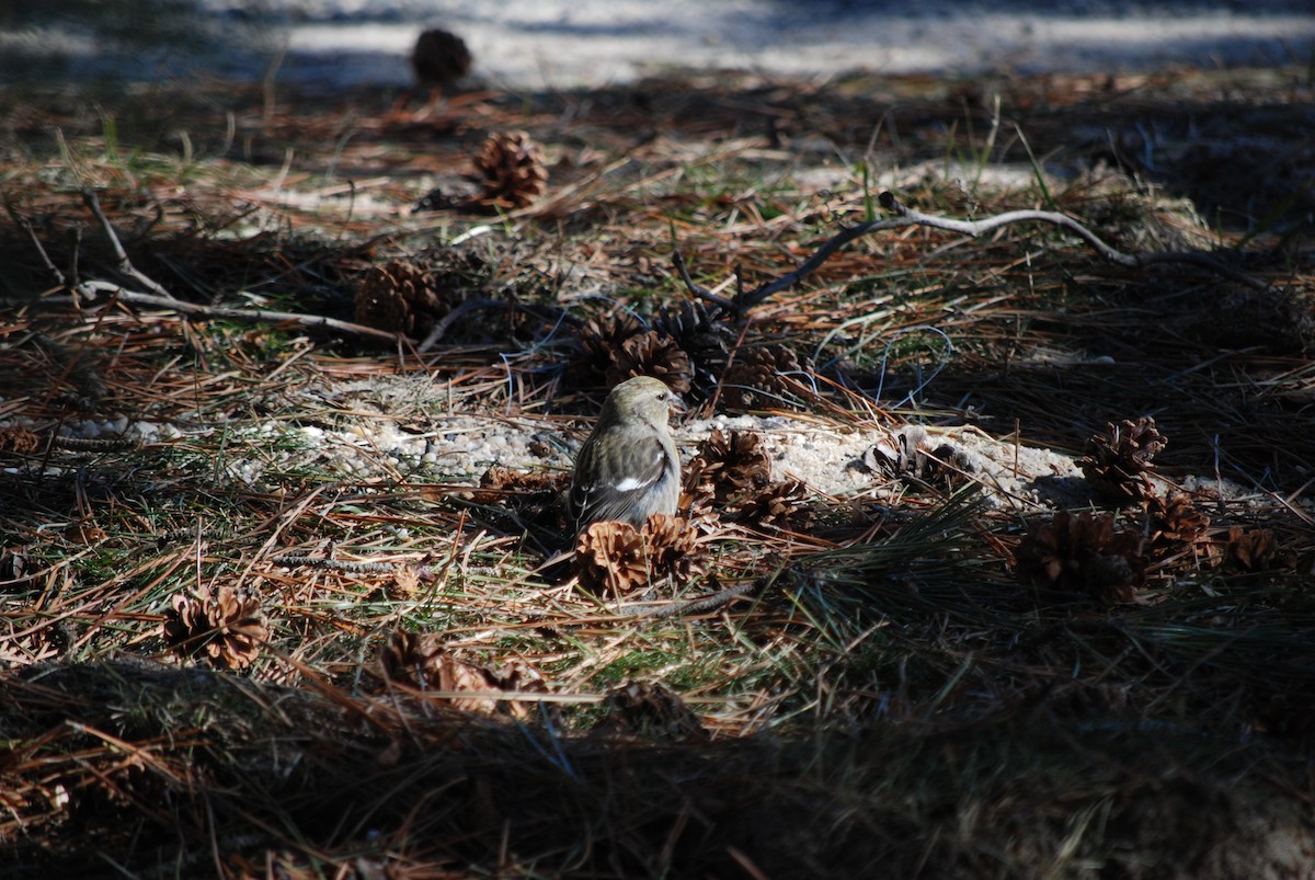 White-winged Crossbill - ML614517344