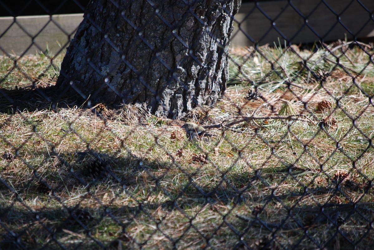 White-winged Crossbill - ML614517346