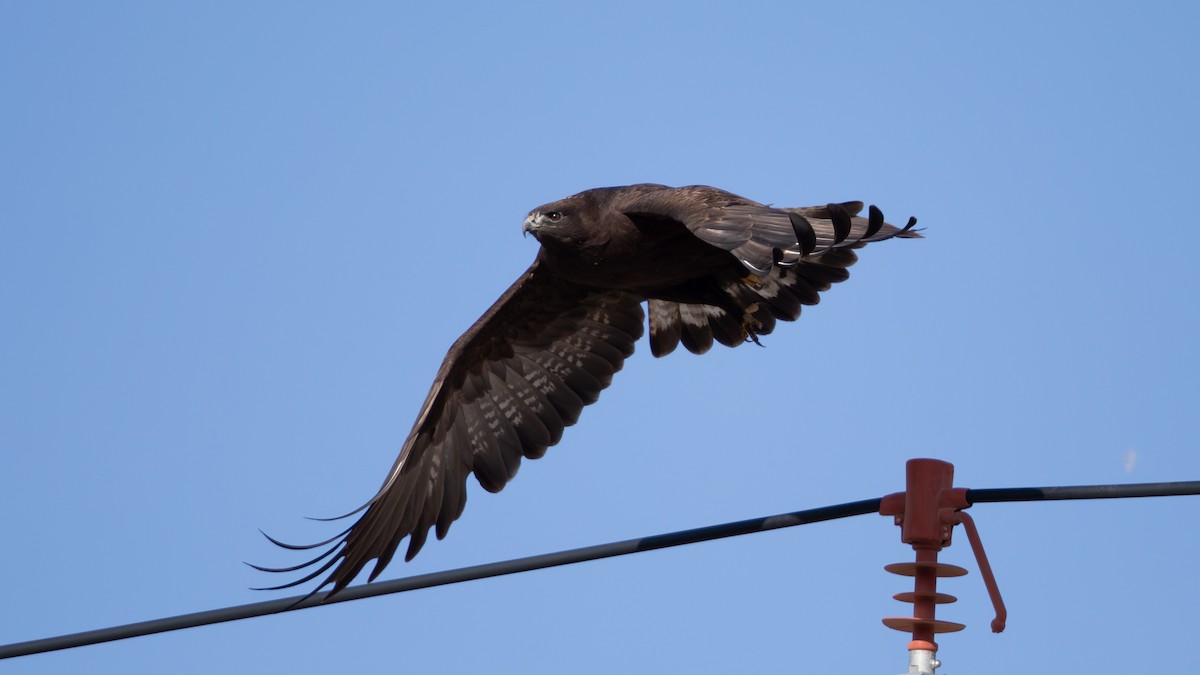 Upland Buzzard - ML614517360