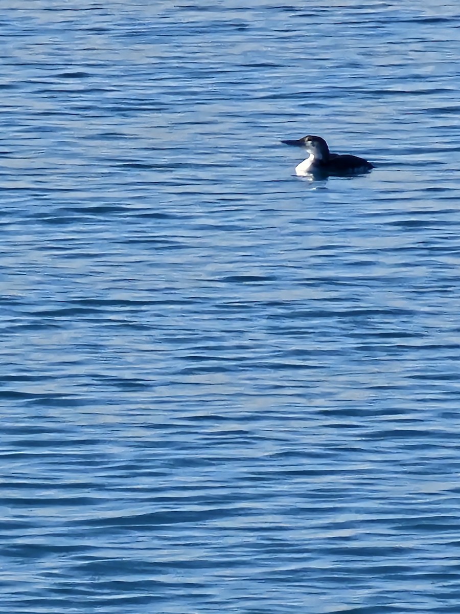 Common Loon - ML614517377