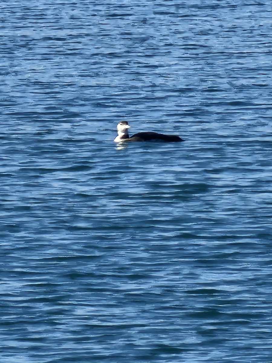 Common Loon - ML614517378