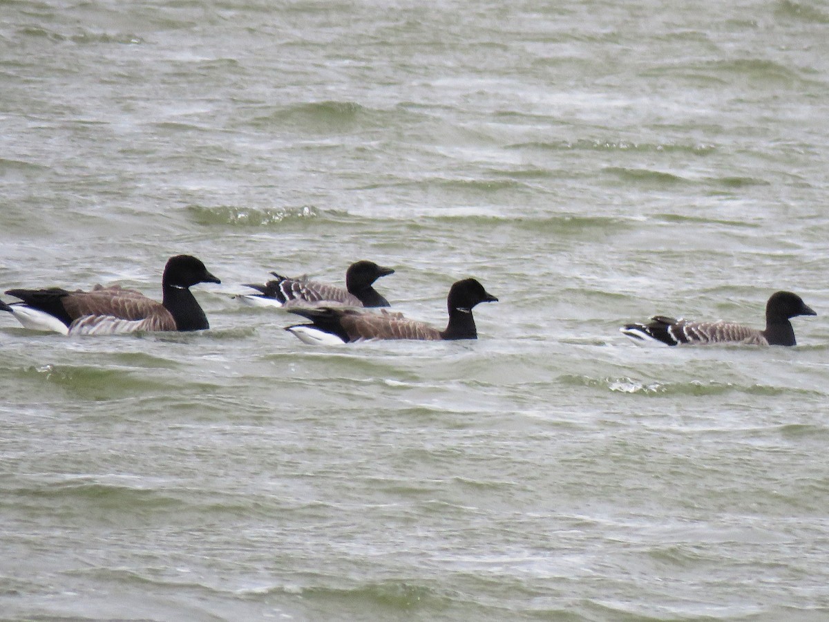 Brant - ML614517396