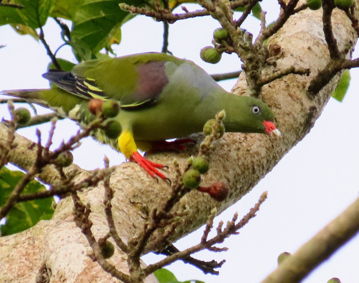 African Green-Pigeon - ML614517451