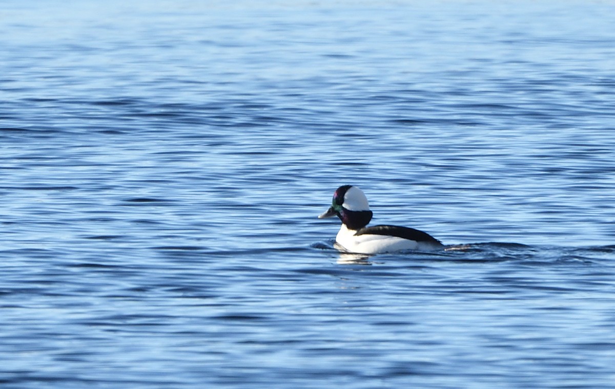 Bufflehead - Sylvain Dallaire