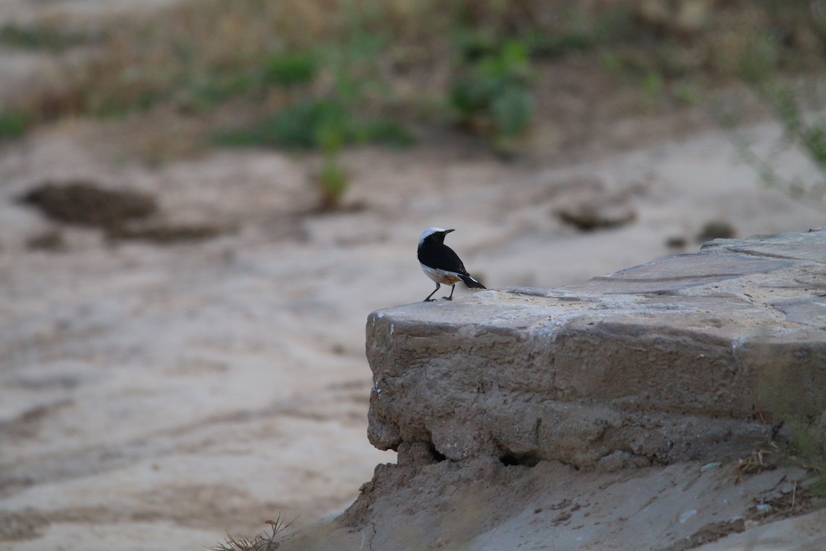 Arabian Wheatear - Lukas Sobotta