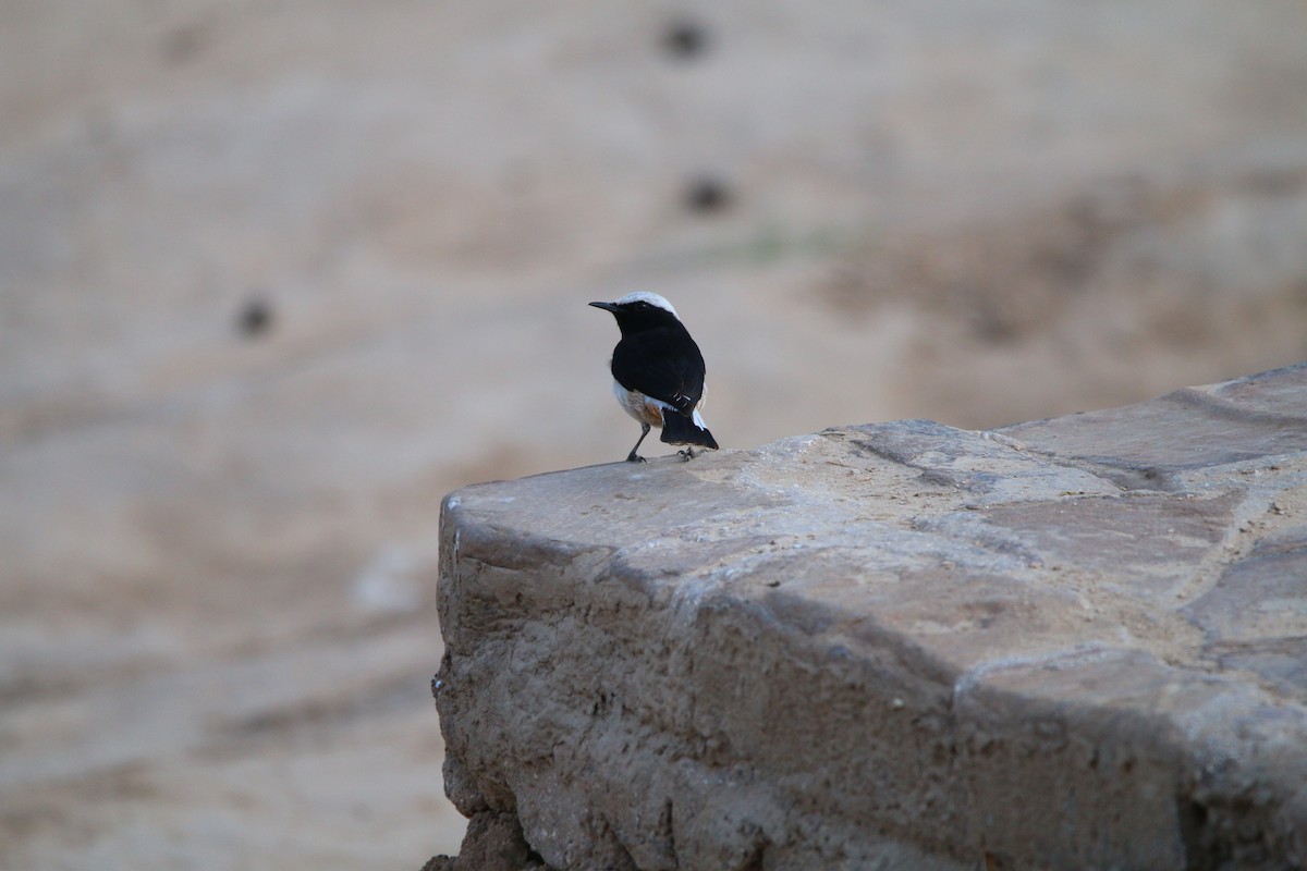 Arabian Wheatear - ML614517617