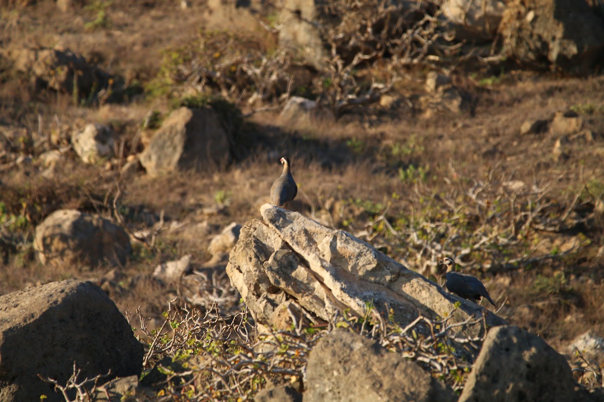 Arabian Partridge - ML614517746