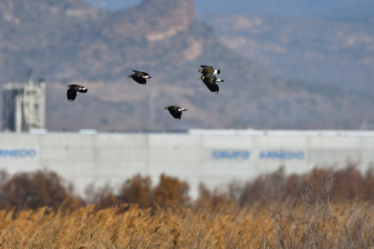 Northern Lapwing - ML614517777