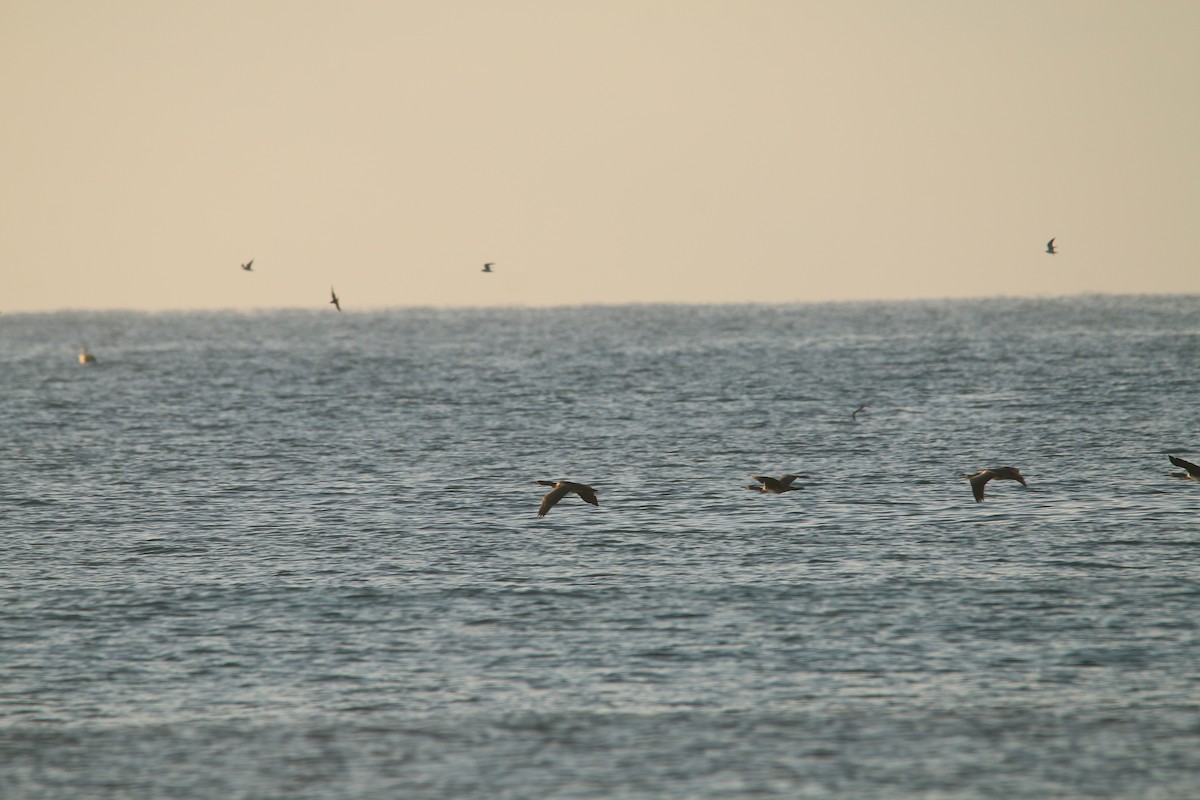 Cormorán de Socotra - ML614517856