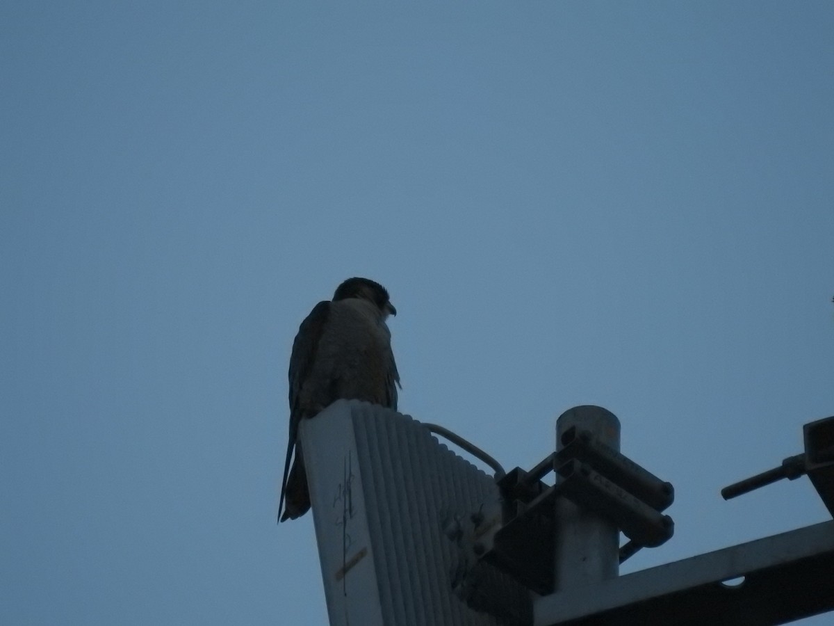 Peregrine Falcon - Mohd Feroz