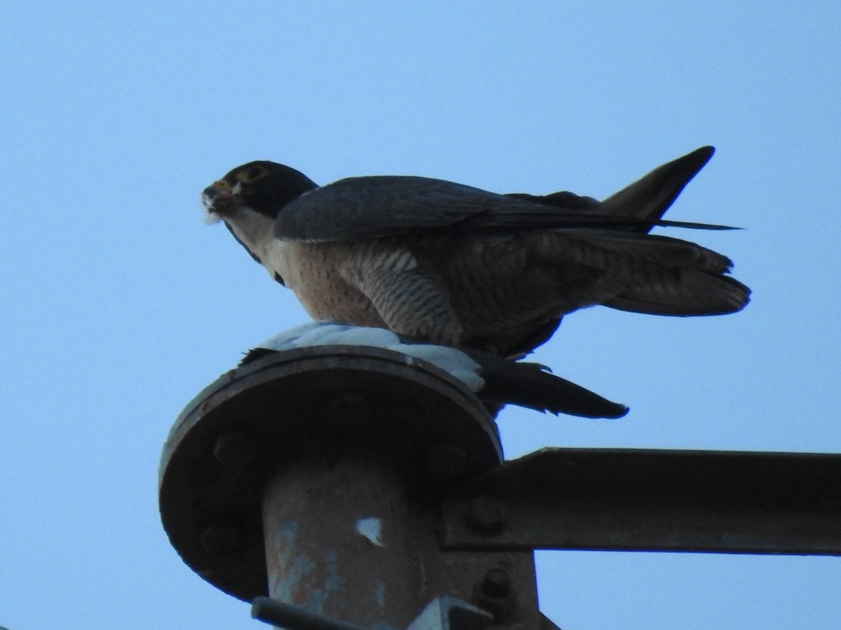 Peregrine Falcon - Mohd Feroz