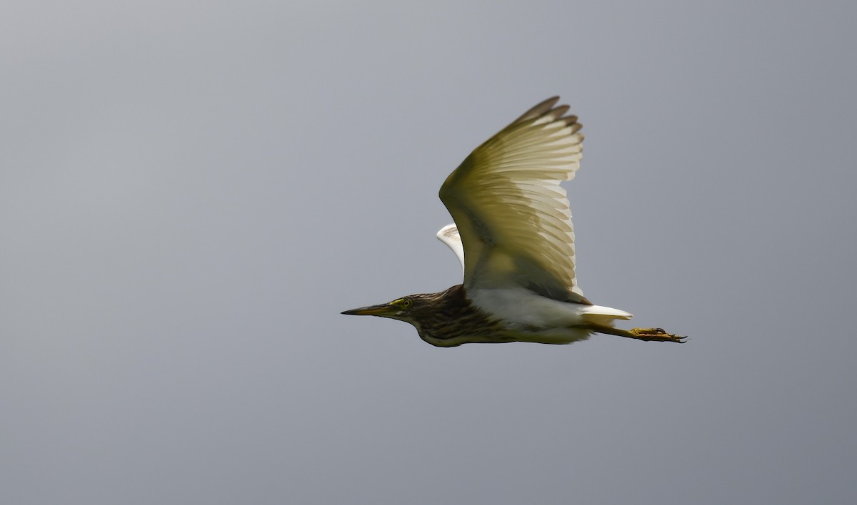 pond-heron sp. - Rogier Niessen